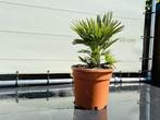 Palmboom - Chamaerops Humilis Vulcano - hoogte 50 cm, In pot, Minder dan 100 cm, Zomer, Volle zon