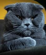 Scottish fold/British short hair, Poes, Ontwormd, 6 jaar of ouder
