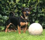 Dekrue Jack Russel dekreu black an tan, Dieren en Toebehoren, Honden | Dekreuen, Reu, CDV (hondenziekte), Eén hond, 3 tot 5 jaar