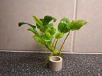 Anubias Aquariumplant A zoals op foto nu € 4,50, Ophalen, Nieuw, Plant(en), Steen of Hout