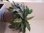 Plant Spathiphyllum, Huis en Inrichting, Kamerplanten, Ophalen, Overige soorten, Halfschaduw, In pot