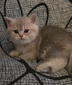 Prachtige Brits Korthaar kittens 🐈(katertjes) Met stamboom!, Dieren en Toebehoren, Katten en Kittens | Raskatten | Korthaar, Meerdere dieren