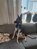 Duitse herder teef, Dieren en Toebehoren, Parvo, 1 tot 2 jaar, Teef, Eén hond
