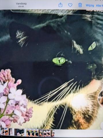 Poes Poëtin Poet Spoorloos geen staart  beschikbaar voor biedingen