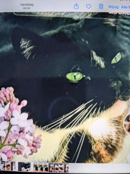 Poes Poëtin Poet Spoorloos geen staart, Dieren en Toebehoren, Vermiste en Gevonden Dieren