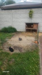 2 dwergkonijnen  incl hok etc, Dieren en Toebehoren, Vrouwelijk, Groot