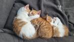 Kittens te koop, Dieren en Toebehoren, Katten en Kittens | Raskatten | Korthaar, Meerdere dieren, Ontwormd, 0 tot 2 jaar