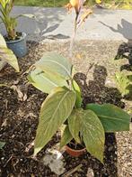 Canna champagne tiger, Tuin en Terras, Planten | Tuinplanten, Overige soorten, Volle zon, Vaste plant, Ophalen of Verzenden