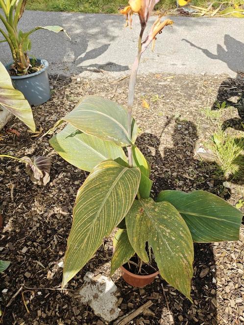 Canna champagne tiger, Tuin en Terras, Planten | Tuinplanten, Vaste plant, Overige soorten, Volle zon, Zomer, Ophalen of Verzenden