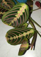 Grote Kamerplant Maranta Leuconeura Fascinator Tricolor Gebe, Ophalen, Halfschaduw, Minder dan 100 cm