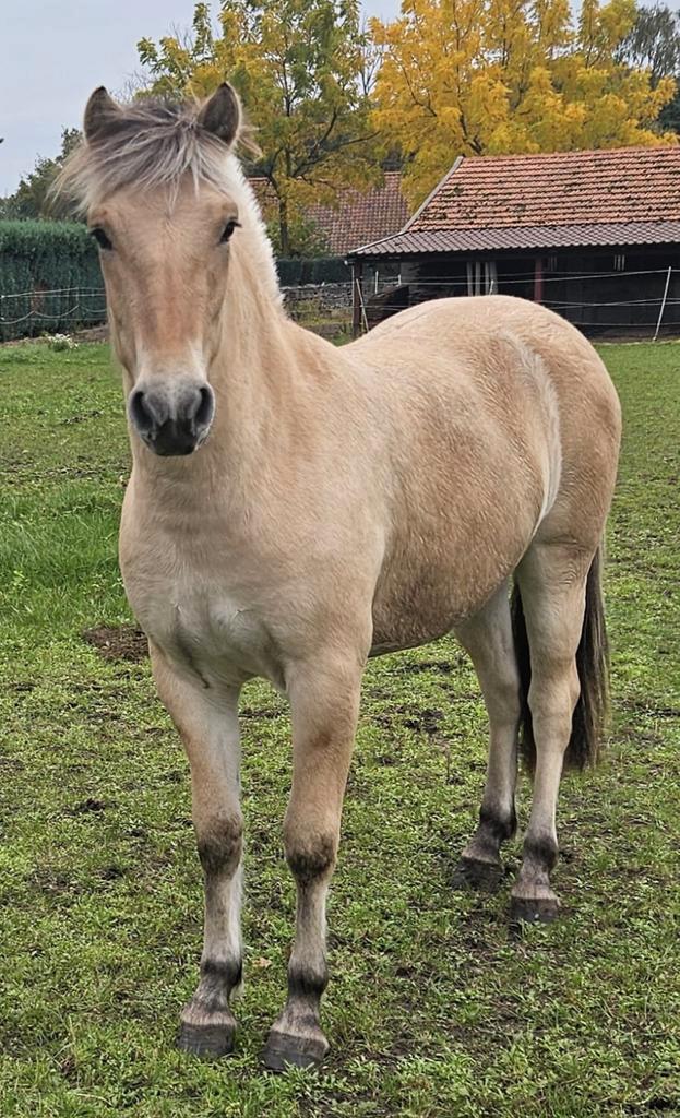 Fjorden 1 1/2 j merrie, Dieren en Toebehoren, Pony's, Merrie, E pony (1.48m - 1.57m), 0 tot 2 jaar