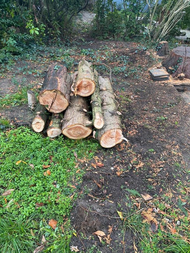 Brandhout Stammen te Koop (Den), Tuin en Terras, Haardhout, Stammen, Overige houtsoorten, Minder dan 3 m³, Ophalen