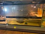 Muskusschildpad, Dieren en Toebehoren, Reptielen en Amfibieën, Schildpad