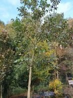 Mooie grote walnotenboom, Tuin en Terras, Planten | Bomen, Ophalen of Verzenden