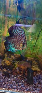 Discus, Ophalen