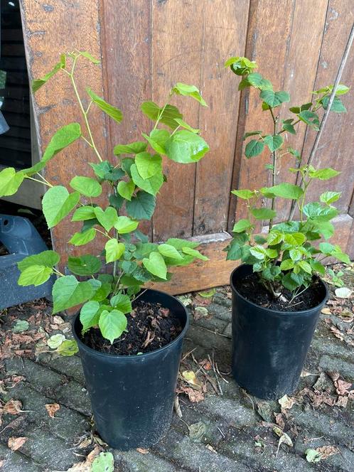 Linde,twee stekken,in grote pot., Tuin en Terras, Planten | Bomen, Overige soorten, Volle zon, Ophalen