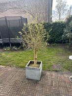2 olijfbomen inclusief pot, Olijfboom, Volle zon, Bloeit niet, Ophalen of Verzenden