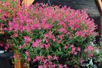 Silene Hybrida Rosalyn, Vaste plant, Halfschaduw, Zomer, Ophalen