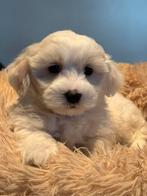 Prachtige pups ( Maltezer met Dwergpoedel ) Maltipoo, Dieren en Toebehoren, Honden | Chihuahua's en Gezelschapshonden, Poedel