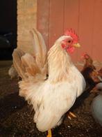 2 Serama haan ( kuikens) , gratis, Dieren en Toebehoren, Pluimvee, Mannelijk, Kip