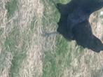 Ayam cemani, Meerdere dieren, Kip