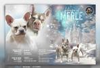 Franse Bulldog pups met neus, Dieren en Toebehoren, CDV (hondenziekte), 8 tot 15 weken, Bulldog, Meerdere