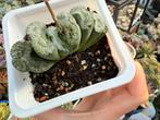 Haworthia Mammoth /pot 9cm/vetplant/succulent, Huis en Inrichting, Ophalen of Verzenden, Halfschaduw, Minder dan 100 cm