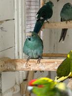 Koppels Kakarikis, Meerdere dieren, Parkiet