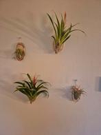 Luchtplantjes op Hout - Decoratieve Wanddecoratie, Huis en Inrichting, Kamerplanten, Ophalen of Verzenden