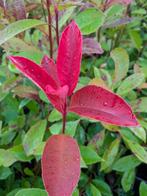 Photinia 'Red Robin-Glansmispel- 80-90 cm - 5 liter pot, Ophalen, Vaste plant, Overige soorten, Halfschaduw