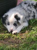 Border collie pups, Collie, Meerdere, Meerdere dieren, Nederland