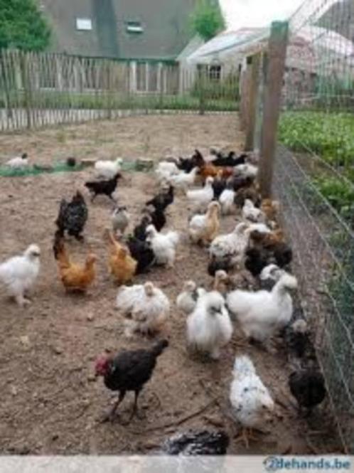 Krielkippen [Keuze is Reuze], Dieren en Toebehoren, Pluimvee, Kip, Vrouwelijk