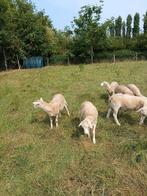 Nolana ruischapen dekrammen, Meerdere dieren, Schaap, 0 tot 2 jaar