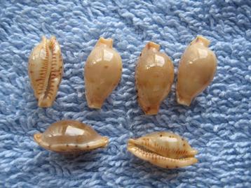 Schelpen: Cypraea martini Schepman gem 13-15mm beschikbaar voor biedingen