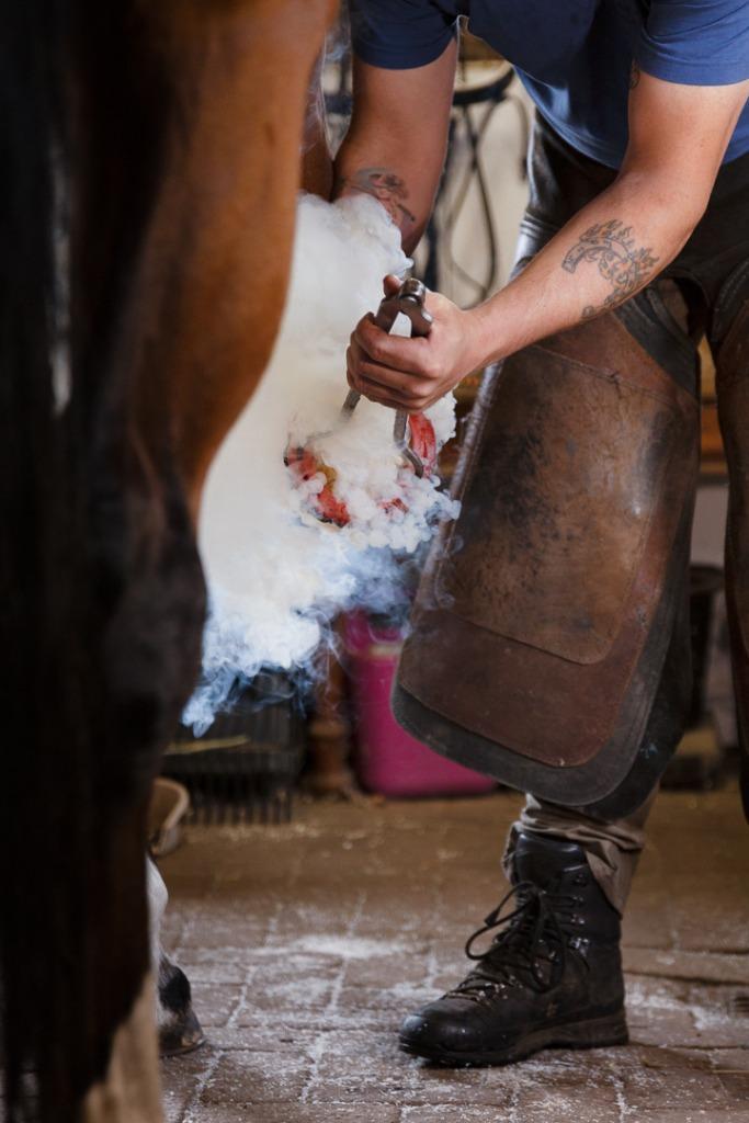 Gediplomeerd hoefsmid, Diensten en Vakmensen, Dieren | Paarden | Verzorging, Oppas en Les, Verzorging of Verzorgpony's