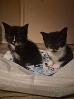 2 lieve sociale katers ( gereserveerd ), Dieren en Toebehoren, Katten en Kittens | Overige Katten, Kater, 0 tot 2 jaar