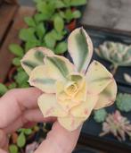 Aeonium sp.'Marnier Lapostolle' - België, Huis en Inrichting, Kamerplanten, Ophalen of Verzenden, Halfschaduw, Minder dan 100 cm