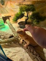 Baardegaam hypo witblits het trans, Dieren en Toebehoren, Hagedis, Met terrarium, 0 tot 2 jaar