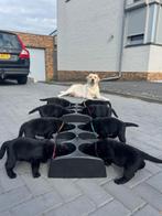 Labrador Retriever Zwarte Pups Reu  (Limburg), Dieren en Toebehoren, Honden | Retrievers, Spaniëls en Waterhonden, Reu, CDV (hondenziekte)