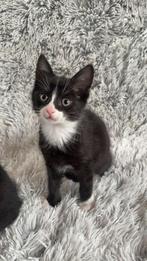 Kruising Main coon/Noorse Boskat/Europese korthaar, Dieren en Toebehoren, Katten en Kittens | Overige Katten, Kater