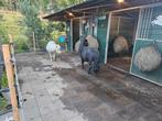 Shet of mini plekje, Dieren en Toebehoren