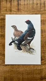 Korhoen vogel prent, Minder dan 50 cm, Print, Minder dan 50 cm, Ophalen of Verzenden