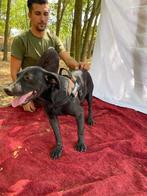 Sam is een leuke actieve hond, Particulier, Rabiës (hondsdolheid), Reu, Buitenland