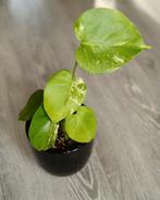 Monstera Ocean Albo Mint  Contorta, Huis en Inrichting, Kamerplanten, Overige soorten, Minder dan 100 cm, Bloeiende kamerplant