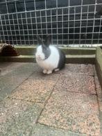 Konijntjes, Meerdere dieren, Dwerg