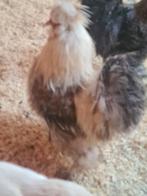 Haantje gratis af te halen., Dieren en Toebehoren, Pluimvee, Mannelijk, Kip