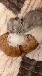 Britse langhaar kittens lees beschrijving., Meerdere dieren, Langharig, 0 tot 2 jaar