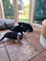 Kittens, Dieren en Toebehoren, Katten en Kittens | Overige Katten, Meerdere dieren, Kortharig, 0 tot 2 jaar