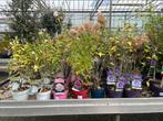 Hibiscus Tuinplant - Diverse Soorten €9,95, Overige soorten, Volle zon, Vaste plant, Ophalen of Verzenden
