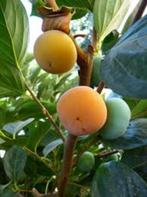 Aanbieding 10 apartere soorten fruitbomen laagstam, Tuin en Terras, Lente, Overige soorten, In pot, Ophalen of Verzenden
